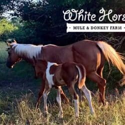 WH Moon River Filly Paint Horse