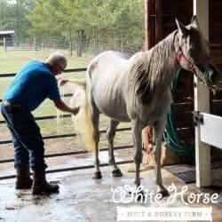 It's bath day for the horses