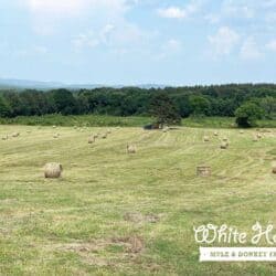 Bales of Hay