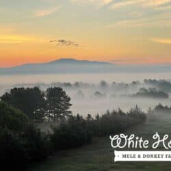 Sunrise at White Horse Farms