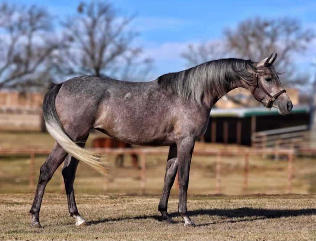 Polish Arabian Horse For Sale