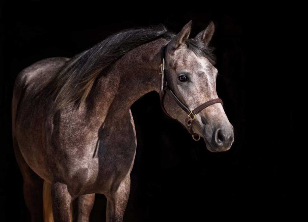 Polish Arabian Horse For Sale