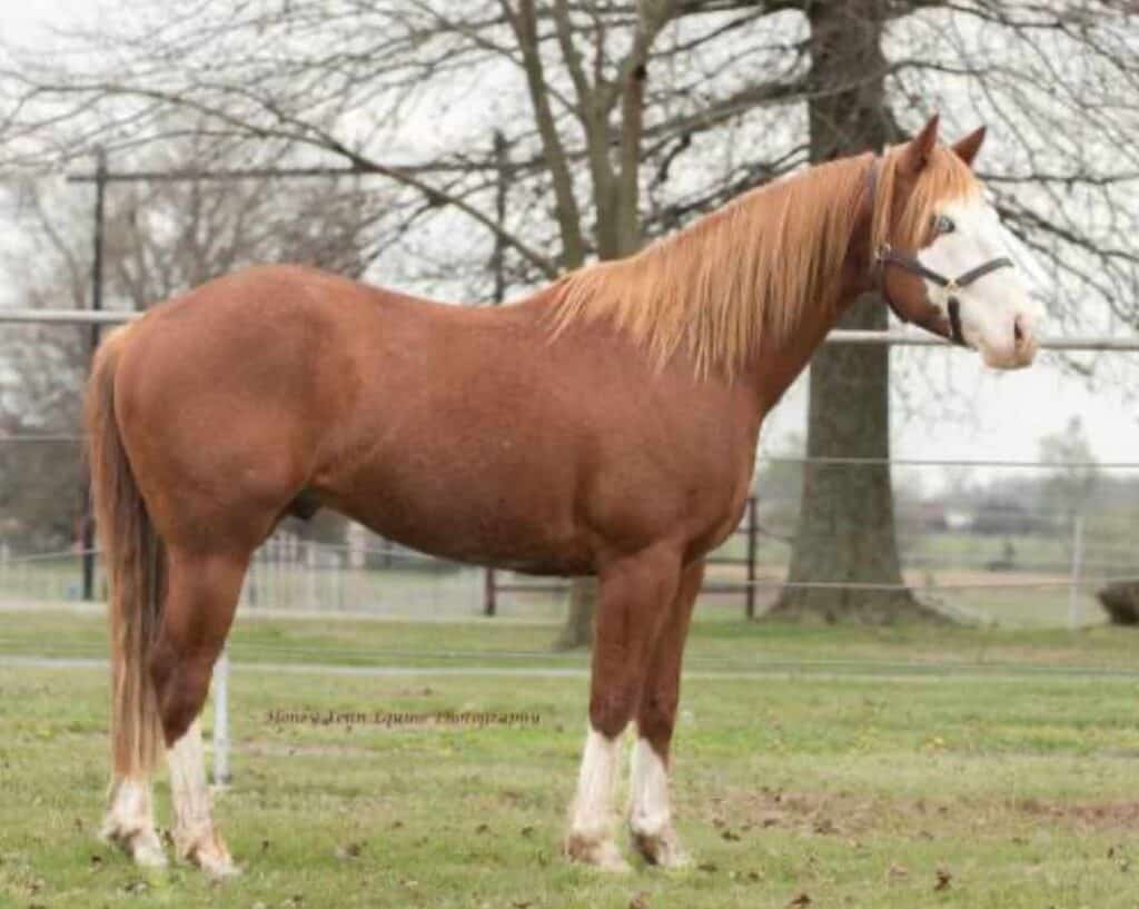 CSS Blazn Smokin Gun Stallion