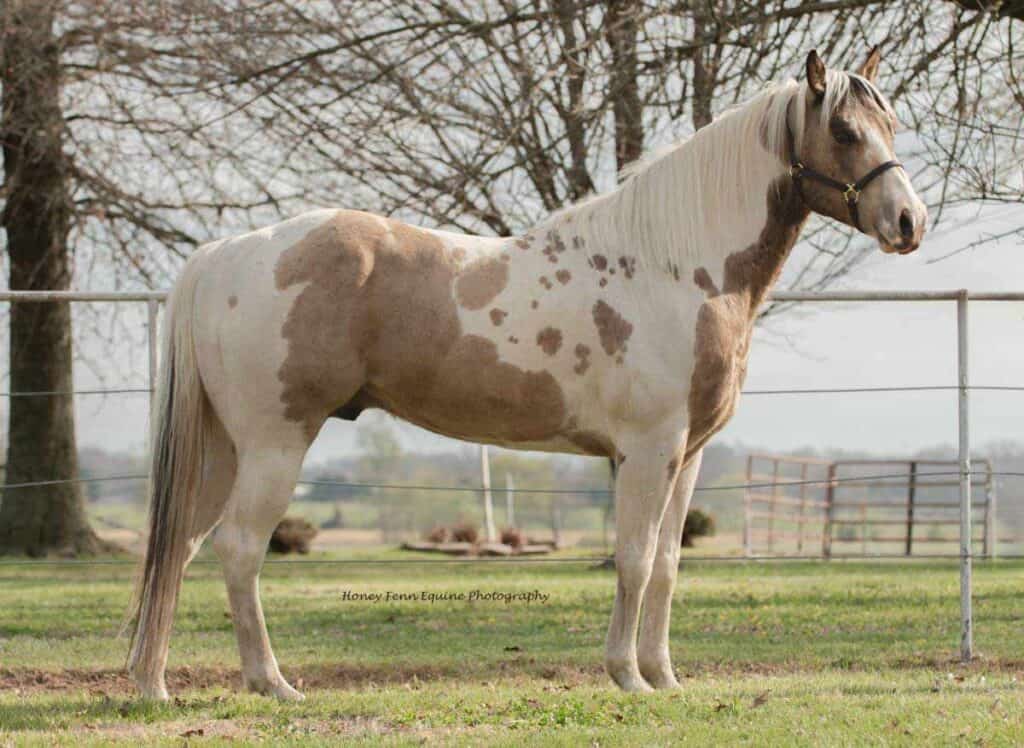 Diaman H Risky Cooper Stallion