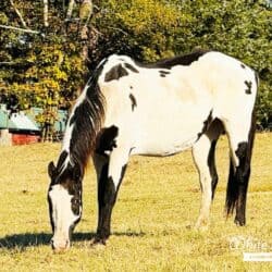 Black and White American Paint Mare Fancy