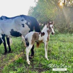Paint Quarter Horse Mare and Filly
