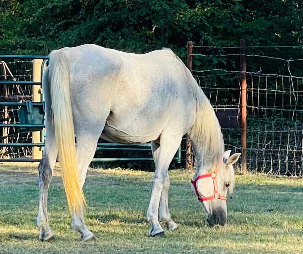Straight Egyptian Arabian Horse For Sale Gray Mare