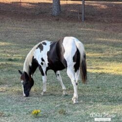 Black White American Paint Horse Rose
