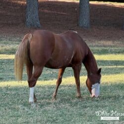 Showtime in Color American Paint Mare