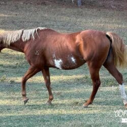 Showtime in Color American Paint Mare