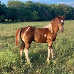 American Paint Horse Sienna
