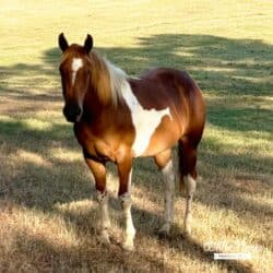 American Paint Horse Sienna