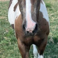 American Paint Horse Sienna