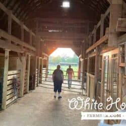 Morning horse chores