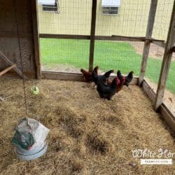 Chicken coop