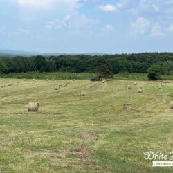 Bales of Hay