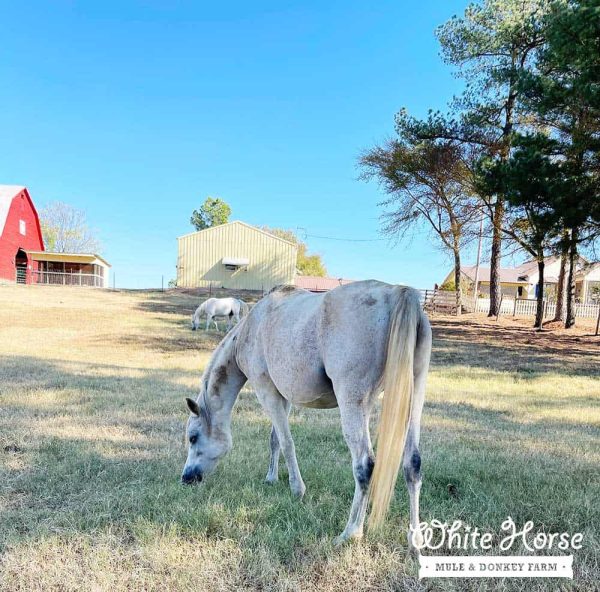 Straight Egyptian Gray Arabian Mare Horse